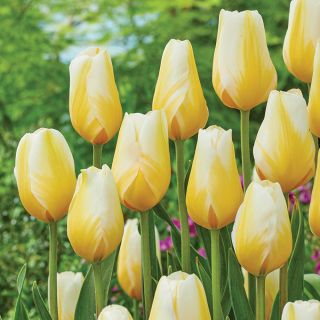 Lemon Chiffon Tulip Thumbnail